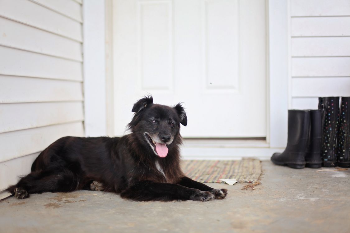 A black dog resting on a porch by the front door, where deliveries arrive