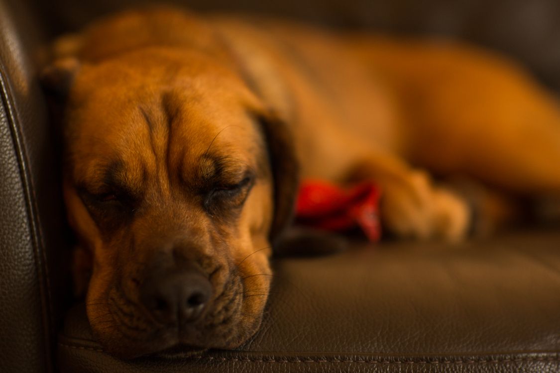 A dog sleeping peacefully, resting on a sofa at home